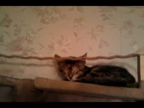 Когтедралка для кошки своими руками видео