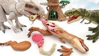 T-Rex VS Indominus! Dinosaur Movie For Kids. Tyrannosaurus Anatomy Set Funny Dinosaur Toys