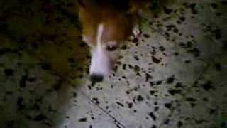 Jumpy The Jack Russle Terrier