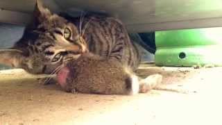 Cat Eats a Whole Rabbit
