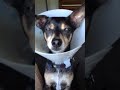 Conehead images Conehead
