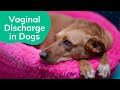 Vaginal Discharge in Dogs | Wag!