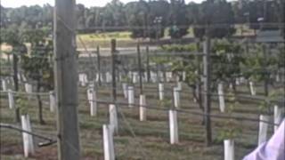 Watch Merle Haggard Wine Takes Me Away video