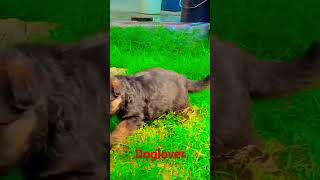 जब पल जत ह त अचछ नसल क पल जत