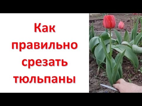 Как правильно сделать тюльпан Как правильно сделать тюльпан