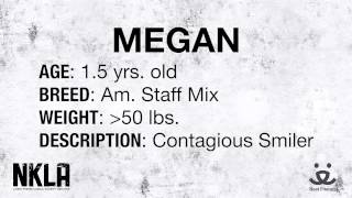 Meet Megan A Terrier American Staffordshire Currently Available For Adoption At Petango 1226