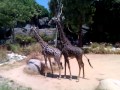 Giraffe sex??lol