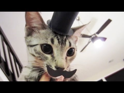 NYLAH THE GREAT