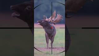 Gazelle Shot Che Au Gazelle Caccia Al Gazzella صيد الغزال
