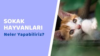 Sokak Hayvanlari- Neler Yapabiliriz?