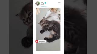 Kitty 38