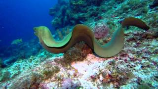 Swimming with eels, best giant moray ever.
