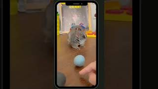 Bush Baby Excited Plays With A Ball