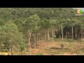 Kericho governor orders Londiani logging ban.