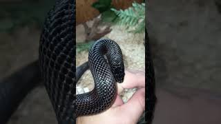 Oops Non-Dangerous Mexican Black Kingsnake Bite.