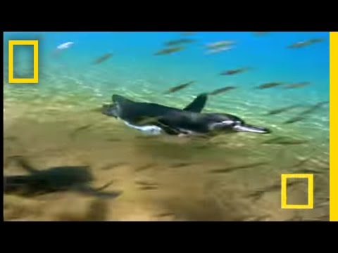 Penguin vs. Pelican