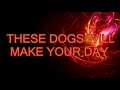 NOBODY can HANDLE this FUNNY DOG COMPILATION - Funny DOGS compilation