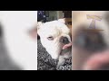 NOBODY can HANDLE this FUNNY DOG COMPILATION - Funny DOGS compilation