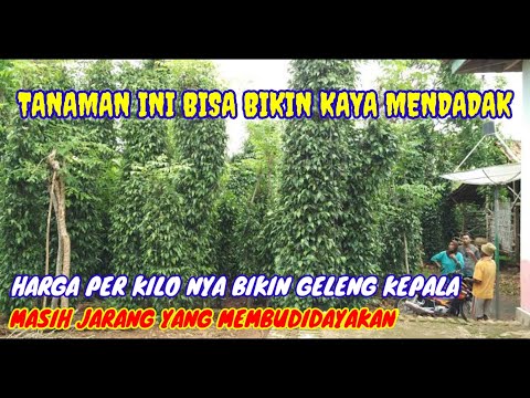 PELUANG USAHA BUDIDAYA CABE JAMU ~ HASILNYA SANGAT MENGGODA DI LUAR NALAR🤔