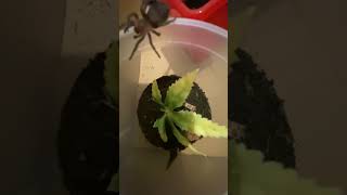 Mexican Red Rump Tarantula Rehouse
