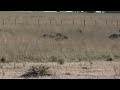 CAZA DE AVEZTRUCES FIDEO, JUANA, NEGRO 2da, (NECOCHEA)