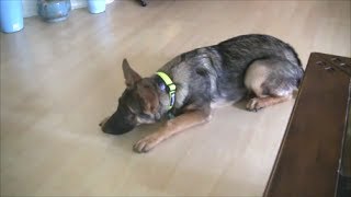 Dog Training Tip: NEVER teach DOWN from a SIT position