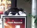 原宿 ドトールコーヒーの回転看板の猫