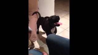 Staffie 6 Mois Nino