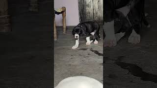Most Beautiful Stani Bully Kutta Puppies In India 9992257058
