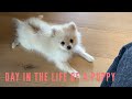 Day in the life of my pomeranian puppy