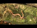 Piney Creek Ravine Nature Preserve - Copperhead - Southern Illinois