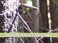 53 Acres Near Blowing Rock NC (Acreage)