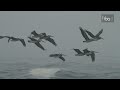 2013-GoPro-IBA-Arica-Chilean-Challenge---GSS-Highlights---Day-2 2013-GoPro-IBA-Arica-Chilean-Challenge---GSS-Highlights---Day-2
