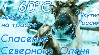 Спасение Оленя T -60°C Замерзал На Трассе. Якутия. Россия.