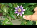 Growing Passion Flower from cuttings 1 of 4