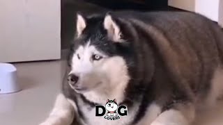 Most Fat Husky In The World Chubby Husky Overweight Husky