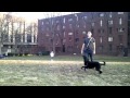 Tuff Pup Training Freestyle Short.