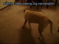 Bizkit The Sleep Walking Dog Horror Movie
