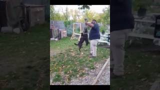 Big Mike Patterdale Terriers Ivory Kodiak This Is Not My Music