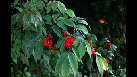 Est-ce que le sureau rouge est toxique ?