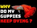 Guppy Fish Care - Why Do My Guppies Keep Dying ?