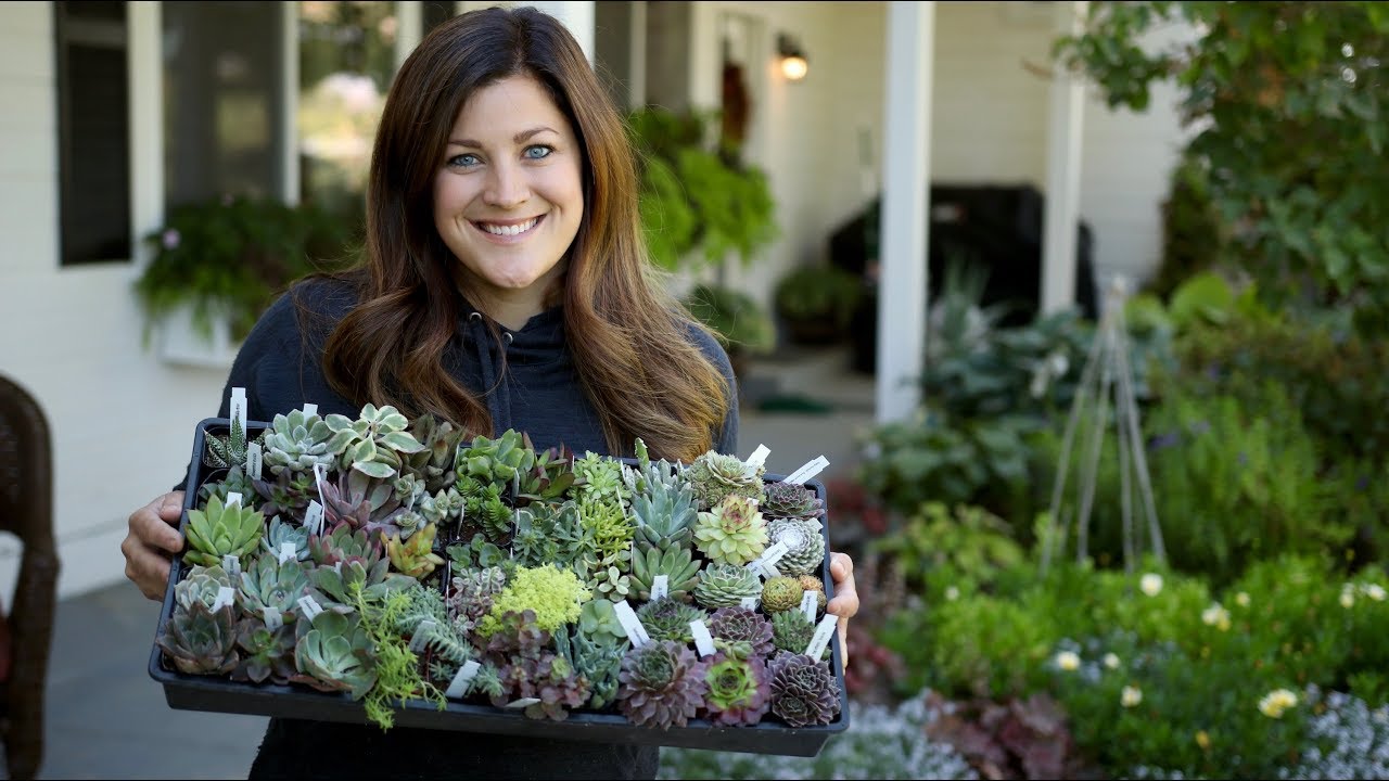 Unboxing Succulents from Mountain Crest Gardens // Garden Answer