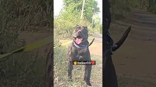 Apbt Dog
