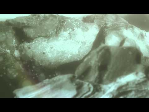 Insignificante Video