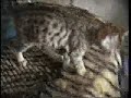 bengaalse tijgerkat