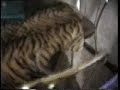 bengaalse tijgerkat