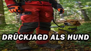 Drückjagd Aus Der Hundeperspektive 45 Minuten Uncut