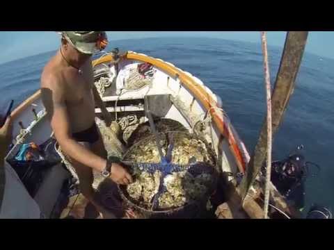 ловля на морские мидии ловля на морские мидии