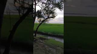 শর