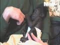 Tia the baby Gorilla